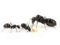 Preview: Camponotus micans